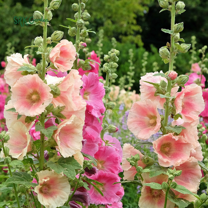 Hollyhock Summer Carnival Mix 50 Seeds
