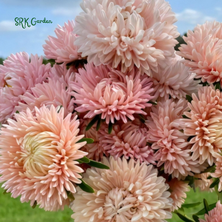 Tower Chamois Untreated Aster Seeds | 50 Seeds