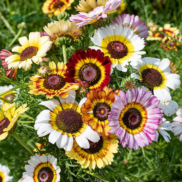 Rainbow Painted Daisy Seeds - Former Wildflower Tamed as a Colorful Sunny Annual and Cut Flower | 200 Seeds