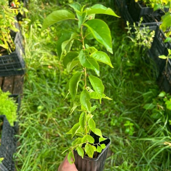 Dark Red Plum Live Plants | Edible Fruit Bush