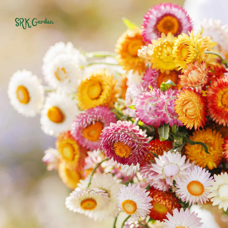Dwarf Strawflower Seed Mix | 300 Seeds