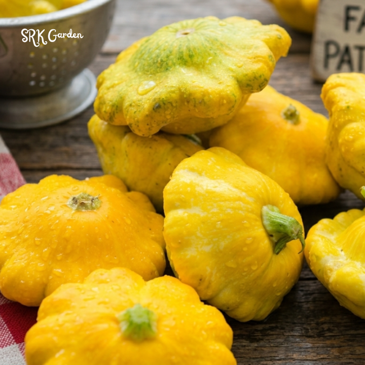 20+ Organic Yellow Bush Scallop Summer Squash Seeds
