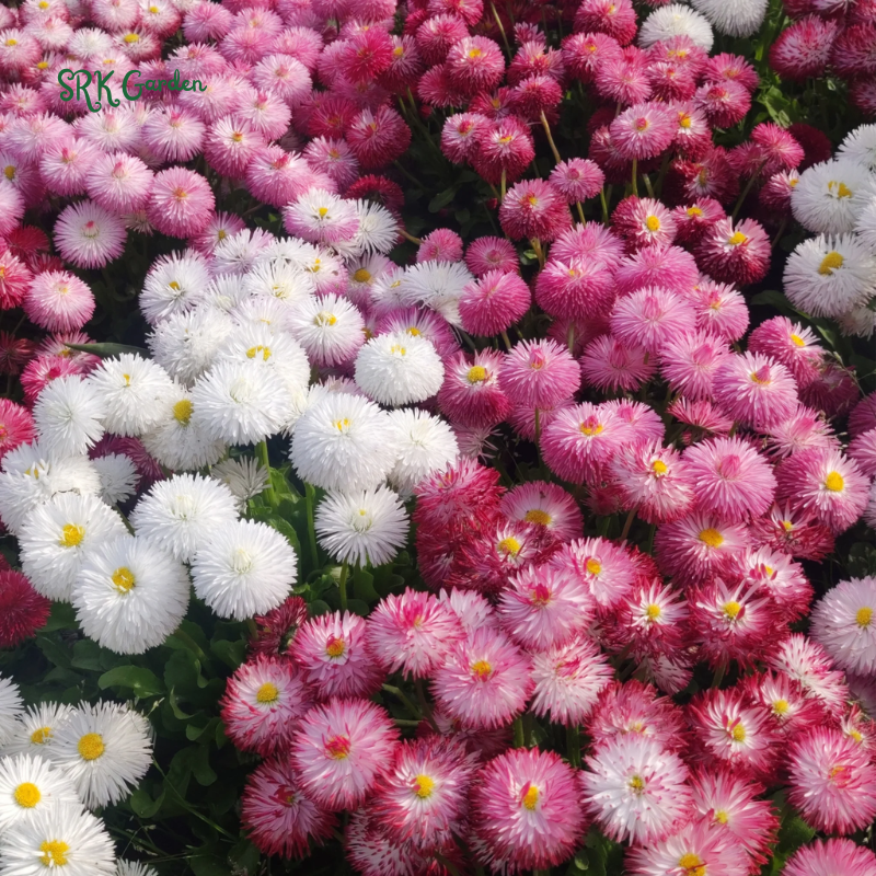 Habanera Mixed Bellis English Daisy Seeds | 10 Seeds