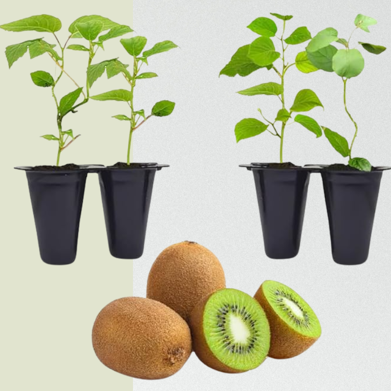 Kiwi Fruit Tree - Live Plant Actinidia Deliciosa - Beautiful Edible Vining Fruit Bearing Tree for Patio and Garden