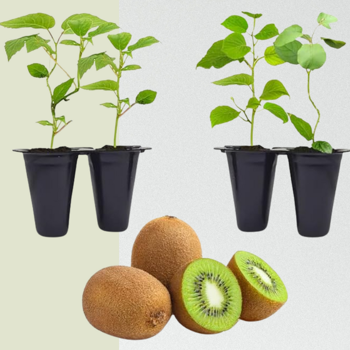 Kiwi Fruit Tree - Live Plant Actinidia Deliciosa - Beautiful Edible Vining Fruit Bearing Tree for Patio and Garden