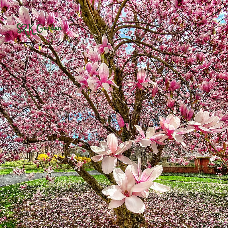 Saucer Magnolia ‘Magnolia Soulangeana’ – Shrub - One Gallon Healthy Potted Plant