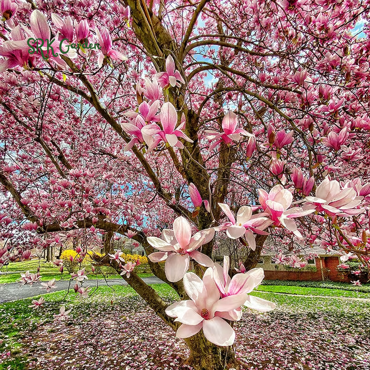 Saucer Magnolia ‘Magnolia Soulangeana’ – Shrub - One Gallon Healthy Potted Plant