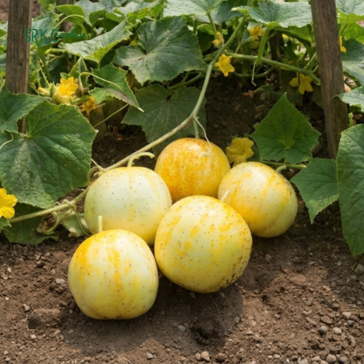 30+ Lemon Cucumber Seeds, Cucumis sativus