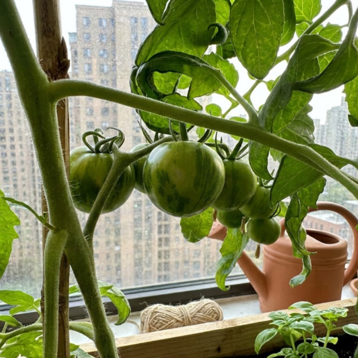 30+ Green Zebra Tomato Seeds