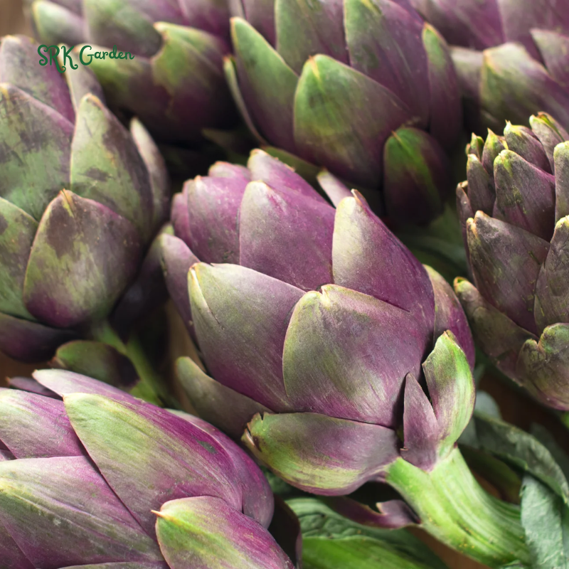 Purple Romagna Artichoke Seeds | 25 Seeds