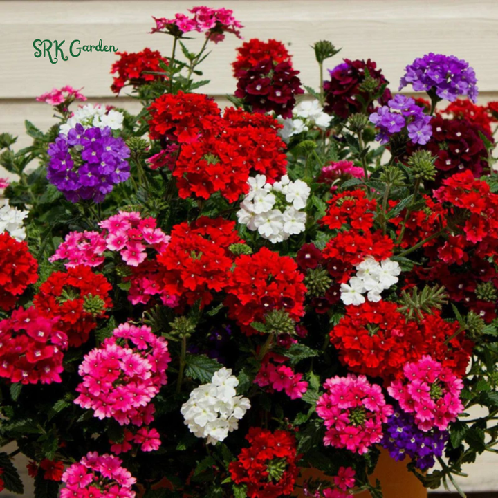 Moss Verbena Seed Mix | 400 Seeds
