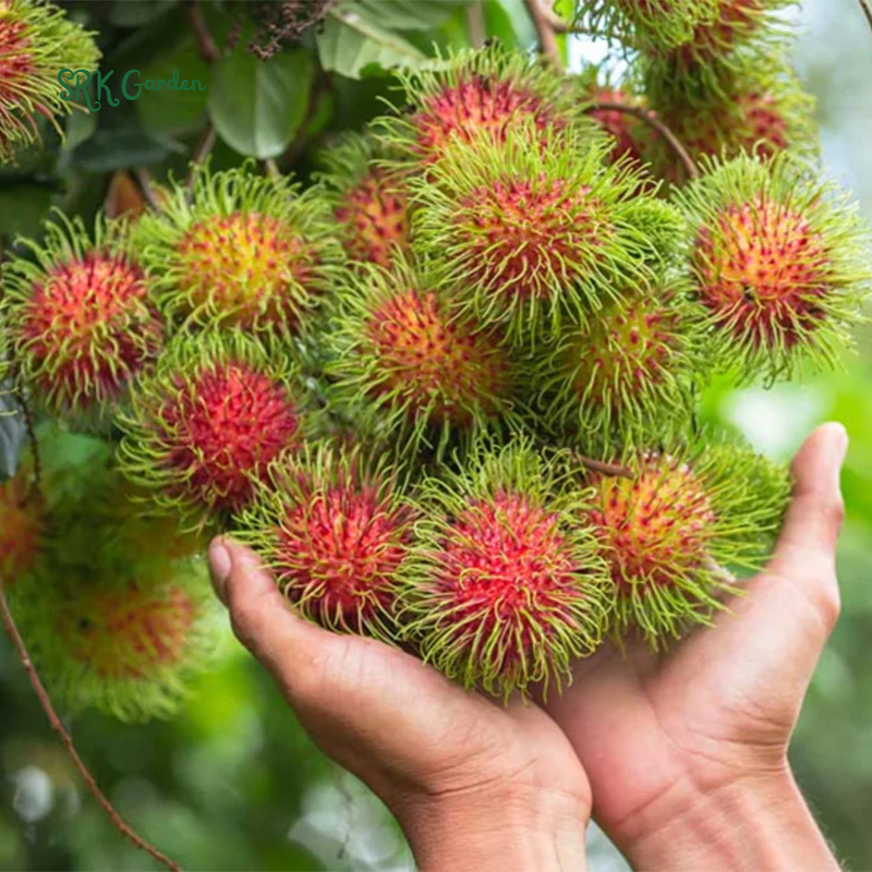 Grafted Rambutan (Nephelium lappaceum) Tropical Live Fruit Tree (2-3ft)