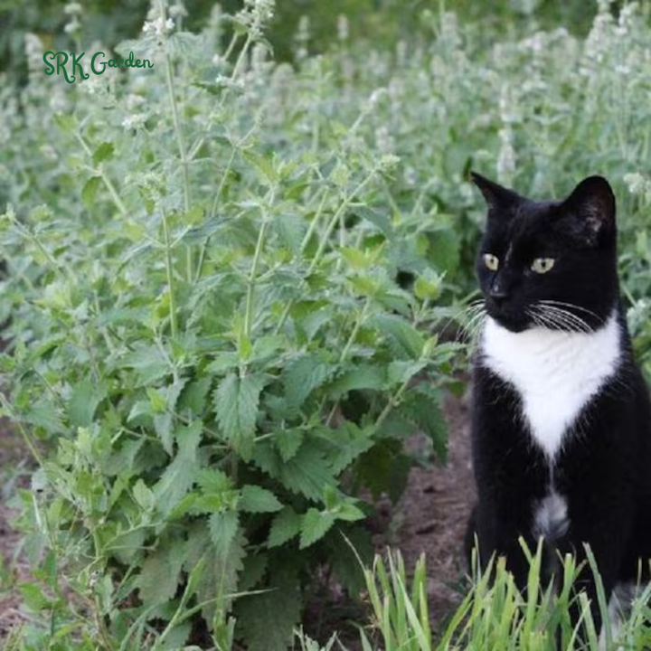 Organic Catnip Seeds | 300 Seeds