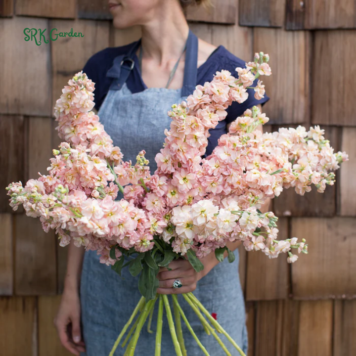 Katz Apricot Srock Seeds, Matthiola Incana | 50 Seeds