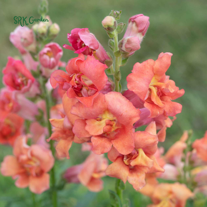 Chantilly Light Pink Snapdragon Seeds | 30 Seeds