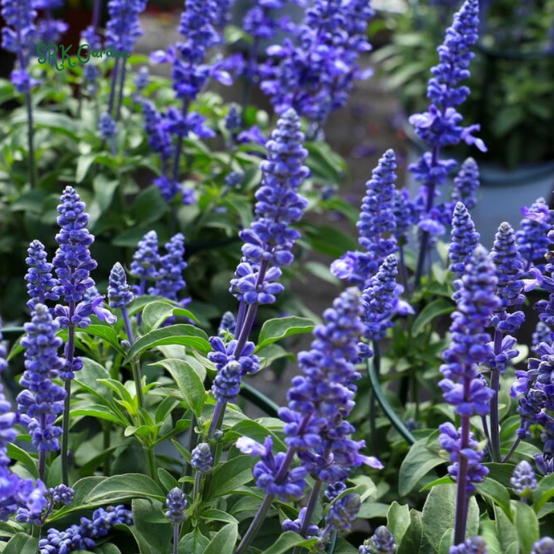 Blue Sage Seeds for Planting | 100 Seeds