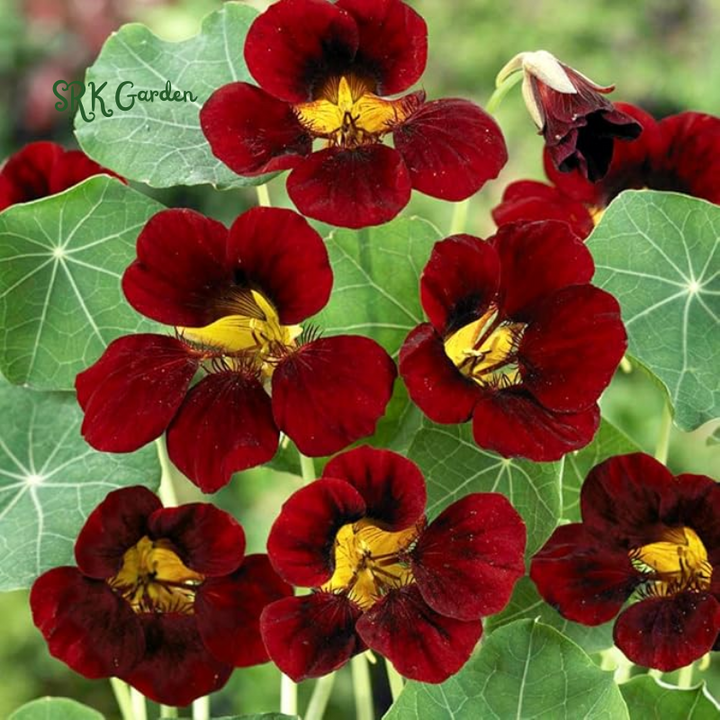 Nasturtium Seeds for Planting-Annual Climbing Tropaeolum | 100 Seeds