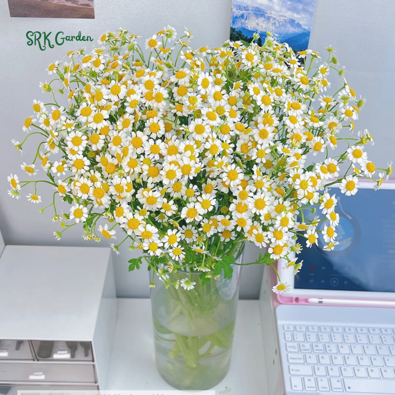 German Chamomile 3500 Seeds