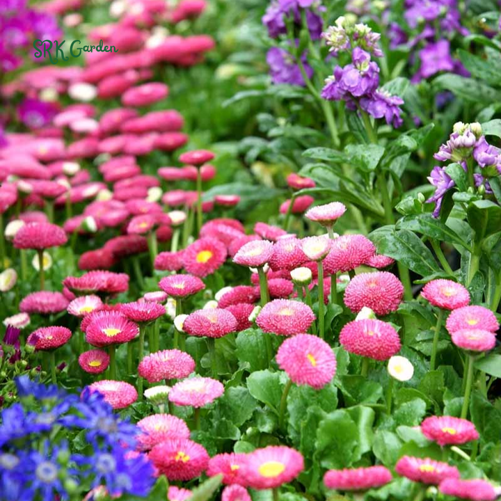 Bellis English Daisy Seeds - Pink, White, Red Mix | 200 Seeds
