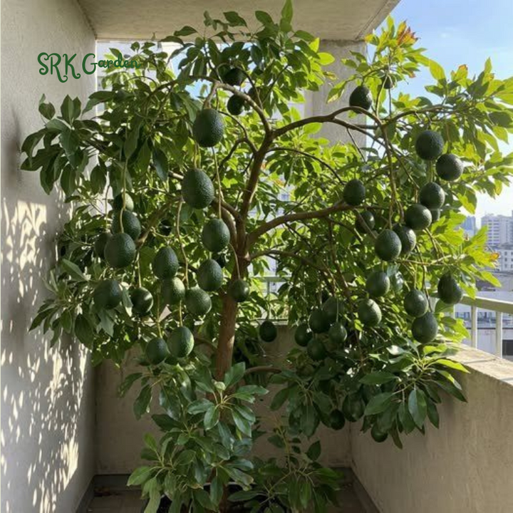 Dwarf Avocado HASS Tree Live Plant Seedling in 4 Inc Pot, 8 Months Old Well Rooted