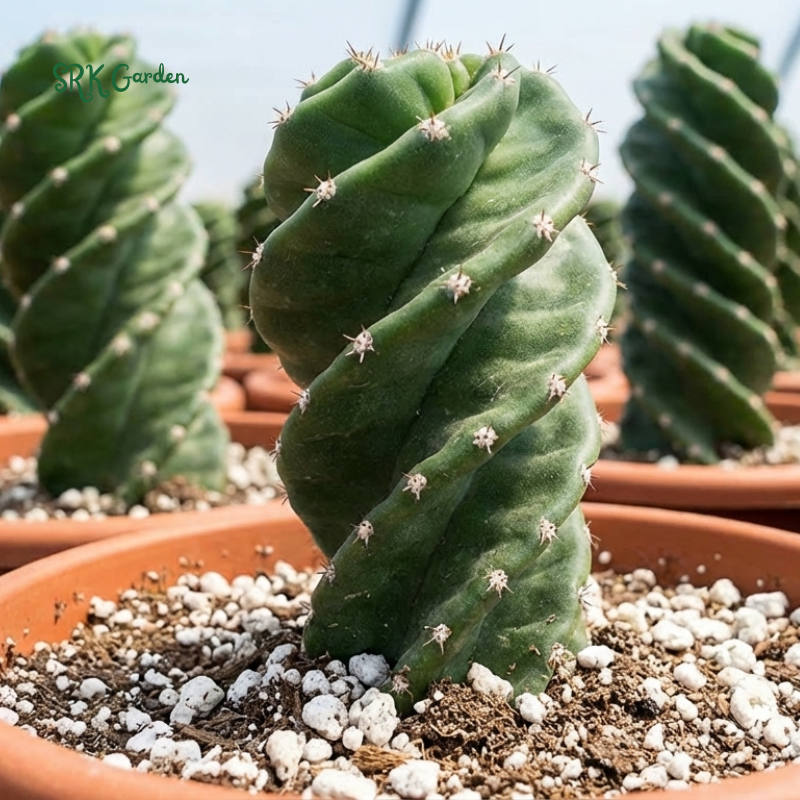 Spiral Cactus, Cereus Forbesii Spiralis for Planting in 6", 8", 10" pot