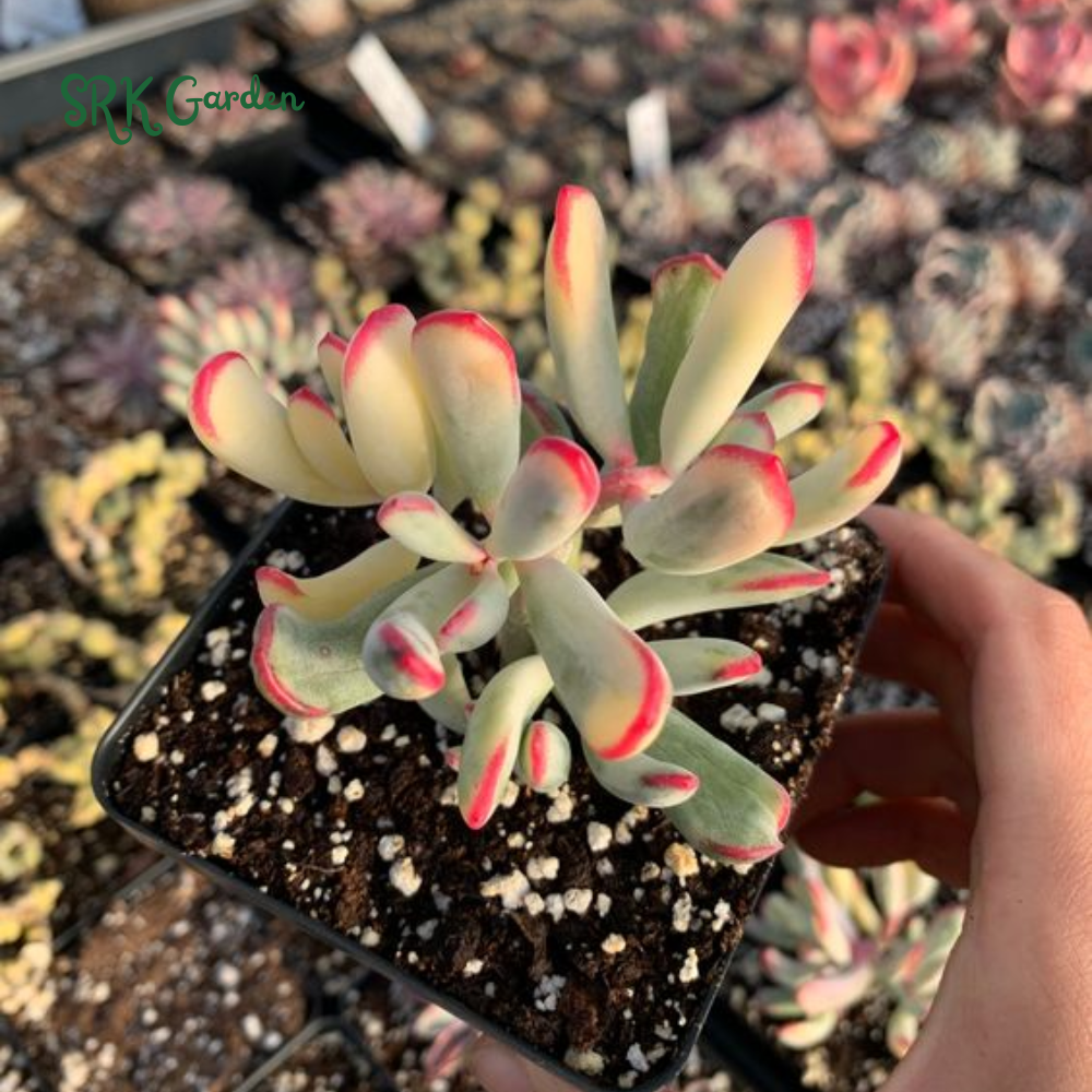 Variegated Cotyledon Orbiculata Long Leaf, Variegated Succulents, Rare Plant in 3", 4" pot