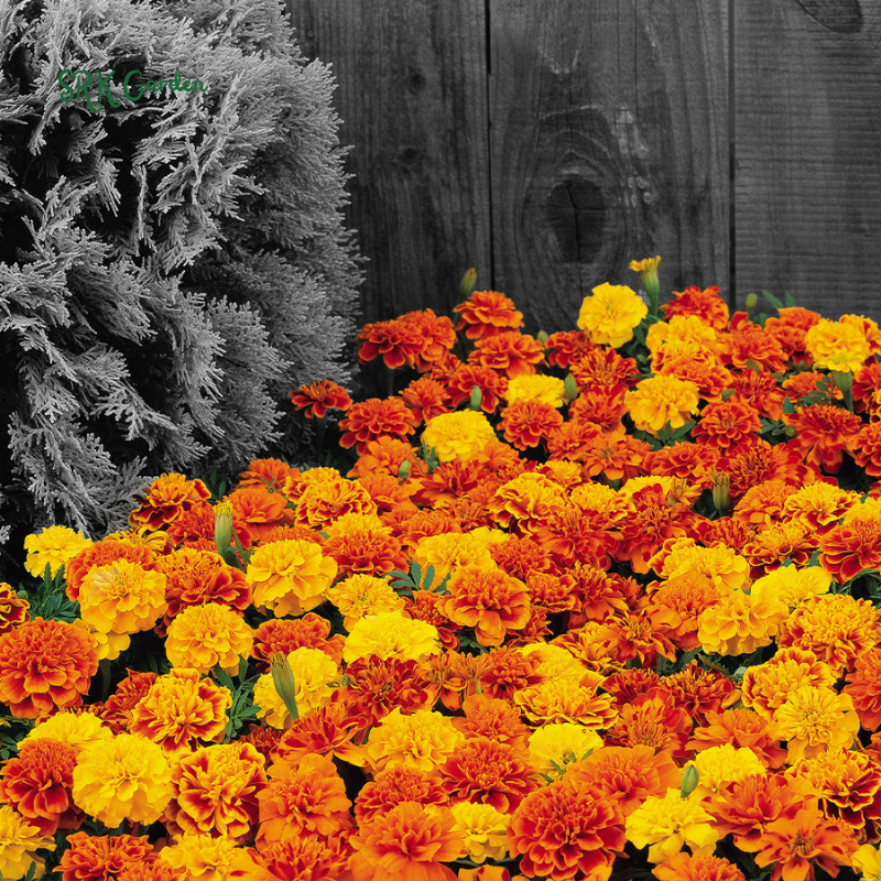 Sparky French Marigold Seed | 300 seeds
