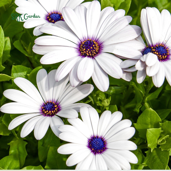 White Cape Daisy Seeds | 60 Seeds