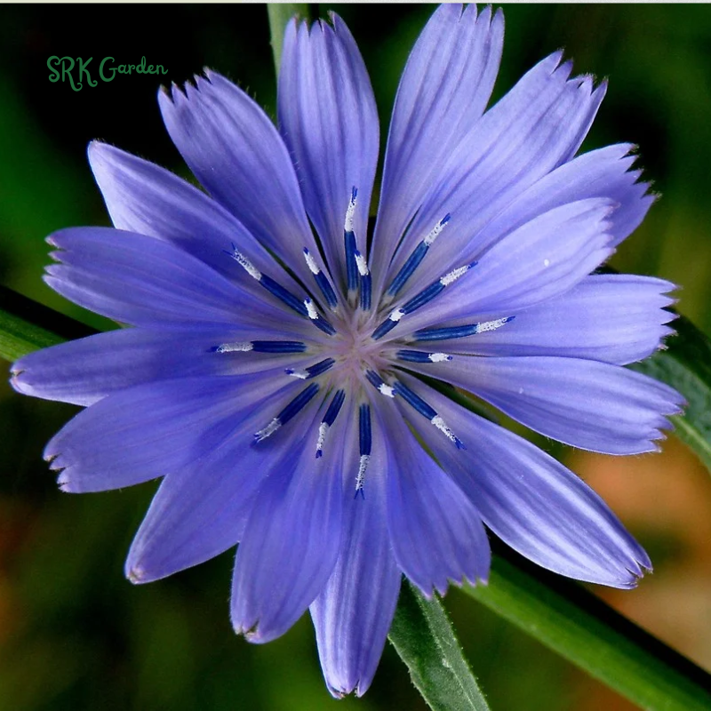 Chicory Seeds for Planting | 200 Seeds