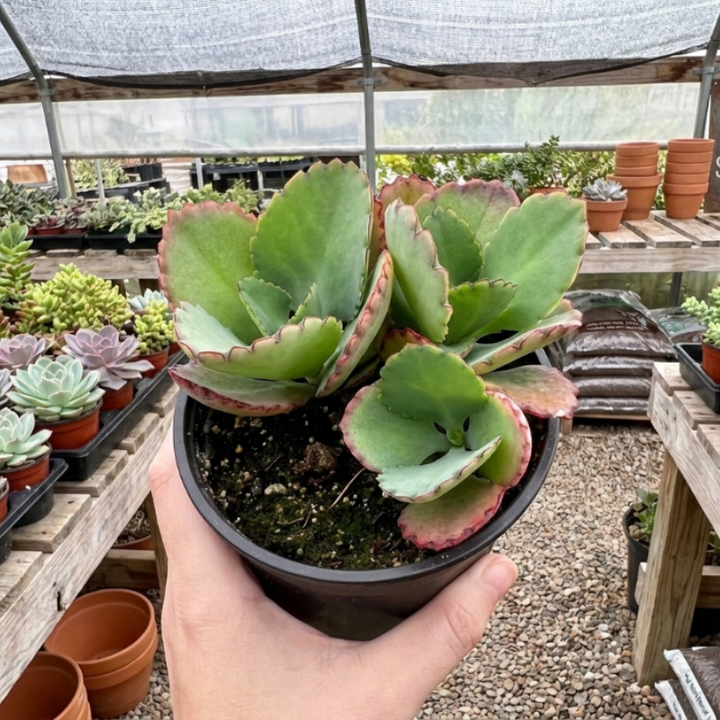 Mother of Thousands, Kalanchoe Succulent, Small Plant in 2”, 4”pot