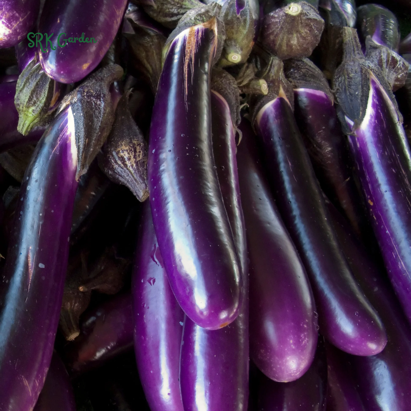 Eggplant Seeds - Purple Shine - Hybrid | 50 Seeds