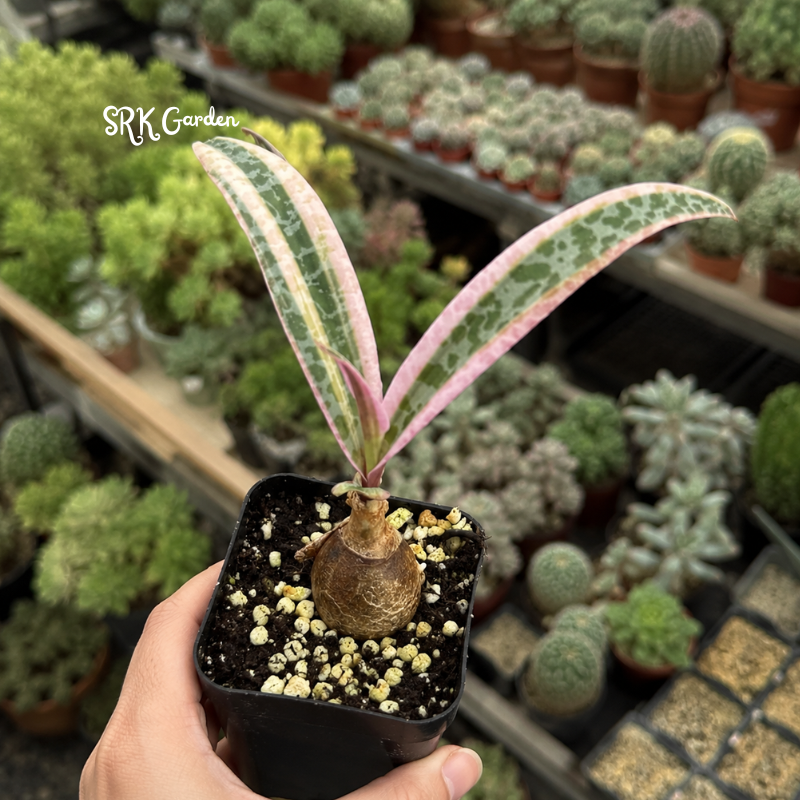 Variegated Silver Squill, Variegated Ledebouria Socialis, Pink Plant in 2" pot