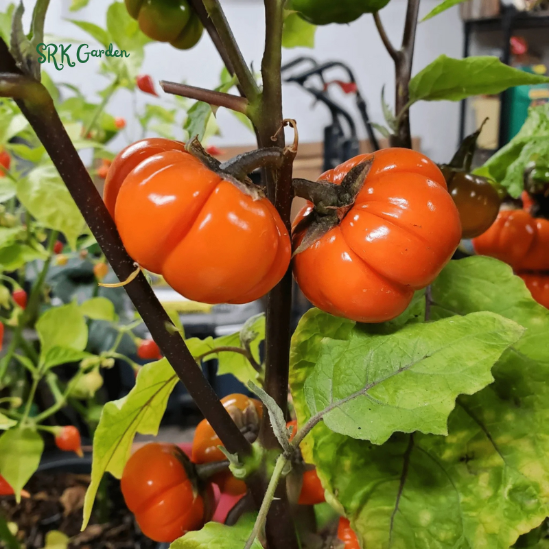 Pumpkin On A Stick Seeds – Heirloom Ornamental Eggplant | 15 Seeds