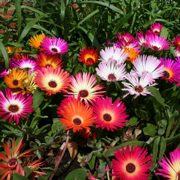 Ice Plant Seed | 200 Seeds