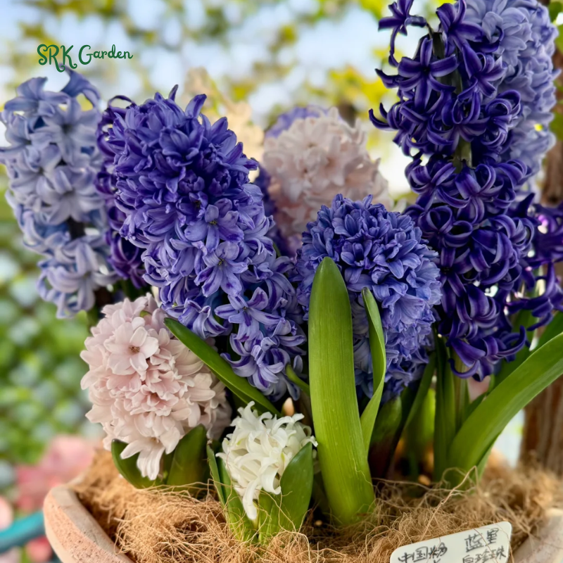 Garden State Bulb Pink Mix Hyacinth Flower Bulbs, Fragrant, Fall Planting