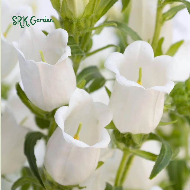2000+ Mix Cup and Saucer Bell Flower Seeds