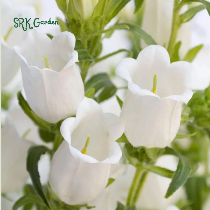 2000+ Mix Cup and Saucer Bell Flower Seeds