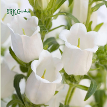 2000+ Mix Cup and Saucer Bell Flower Seeds – Srk Garden