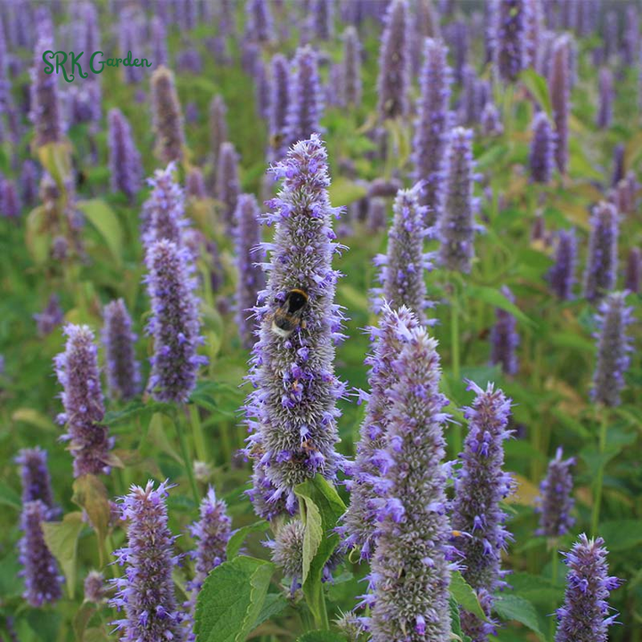 Blue Hyssop Seeds | 250 Seeds