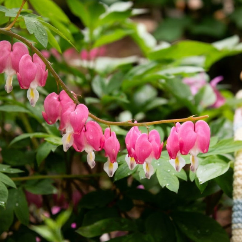 Pink Bleeding Heart Bare Root Perennial Plants – Heart Shaped Pink Blooms