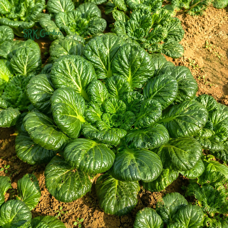 100+ Tatsoi Rosette Pak Choi Cabbage Seeds