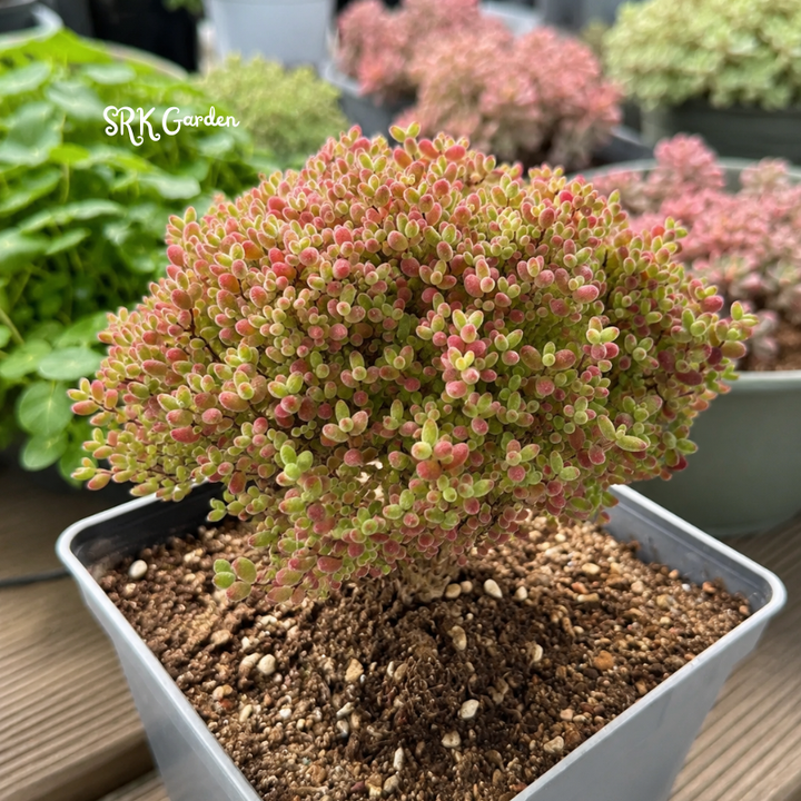 Drosanthemum Sugar Ball pink purple flowers arrangement bonsai tree live plant houseplant