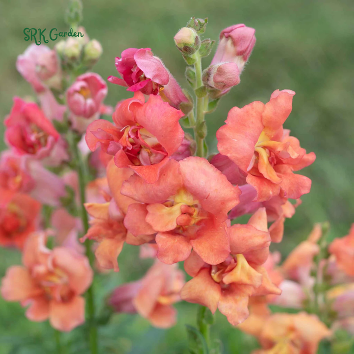 Chantilly Bronze Snapdragon Seeds | 30 Seeds