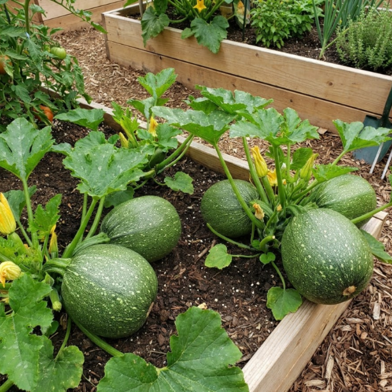 Round Zucchini Seeds