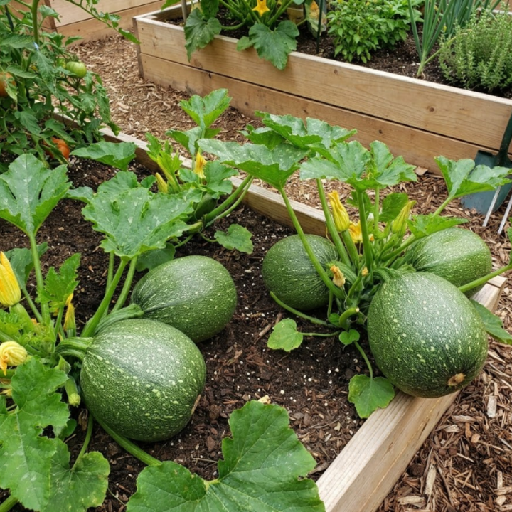 Round Zucchini Seeds