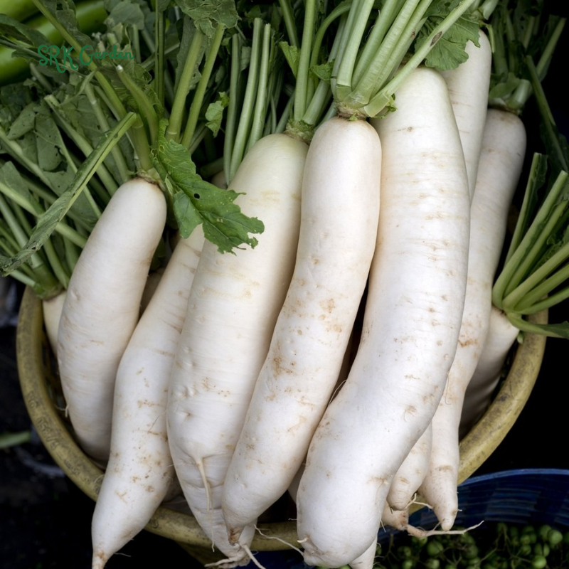 Radish Seeds - White Icicle | 200 Seeds