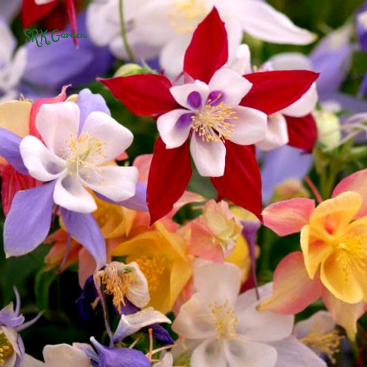 McKana Giants Columbine Flower Seeds |120 Seeds