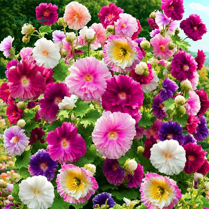 Mixed Pinky Flower Seeds for Spring | 6 type seeds