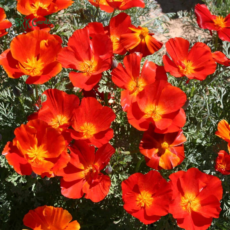 Red California Poppy Seeds | 500 seeds