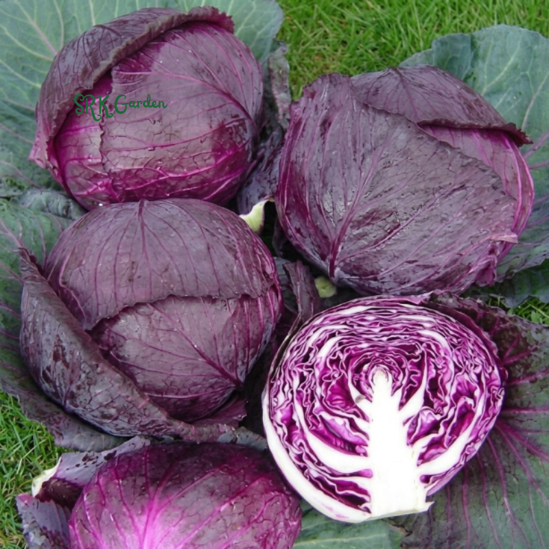 Red Acre Cabbage Seeds | 150+ Seeds